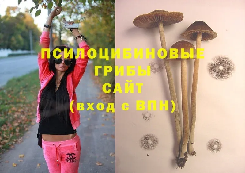 где купить наркоту  Тайшет  Псилоцибиновые грибы Magic Shrooms 